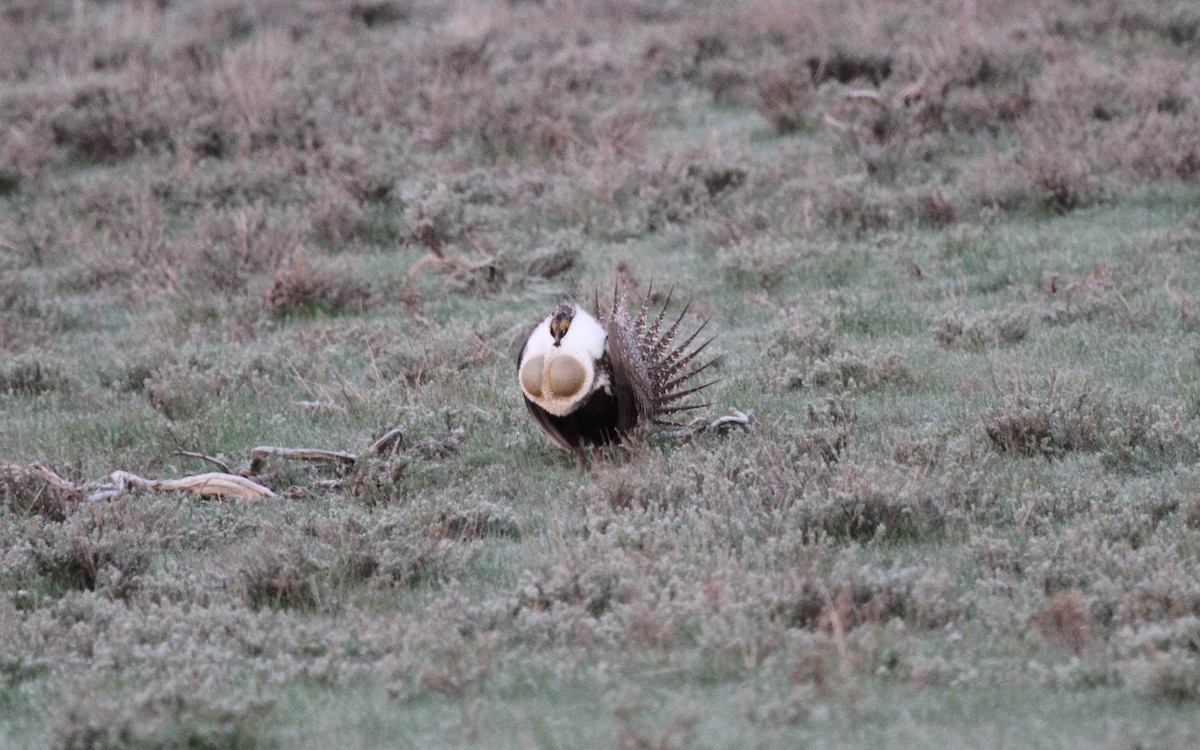 tetřívek pelyňkový - ML652093912