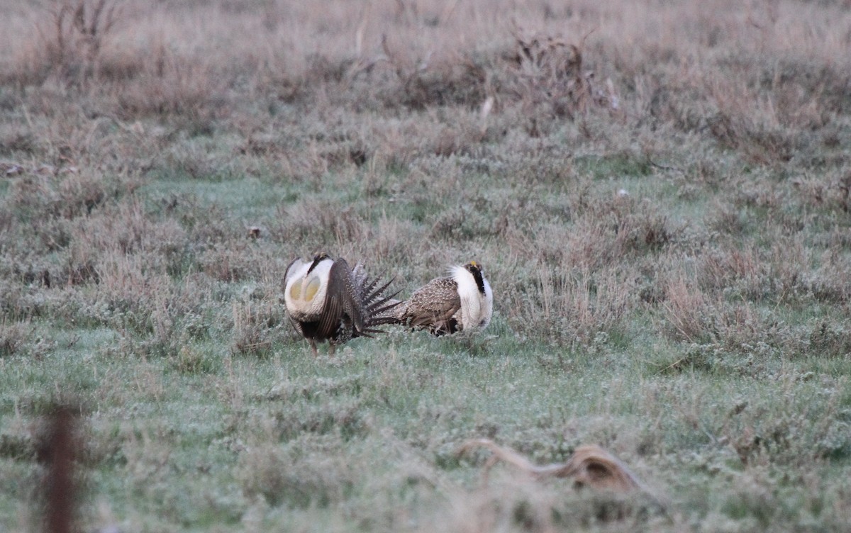 Greater Sage-Grouse - ML652093913