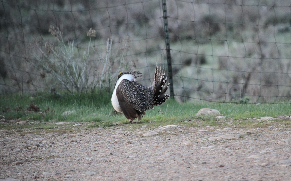 Greater Sage-Grouse - ML652093914