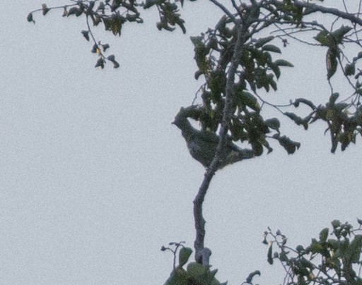 Superb Fruit-Dove - ML652094001