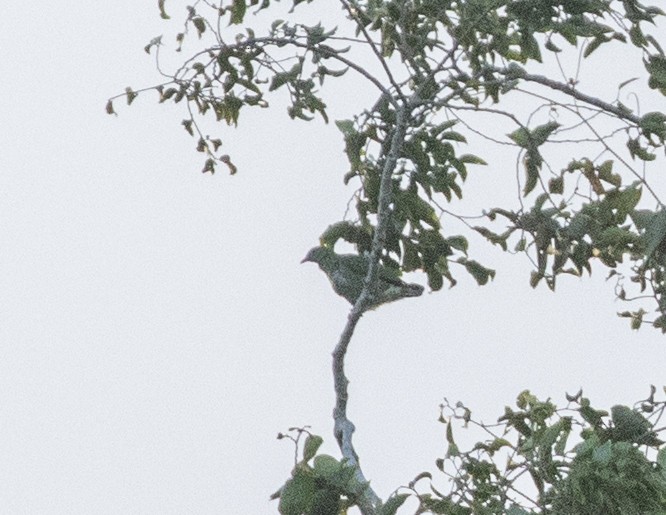 Superb Fruit-Dove - ML652094011