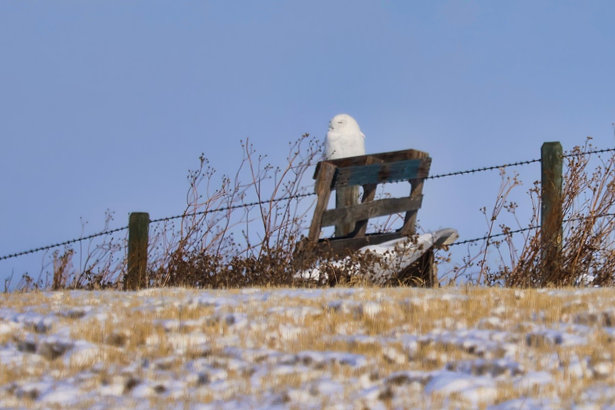 Elur-hontza - ML652094104