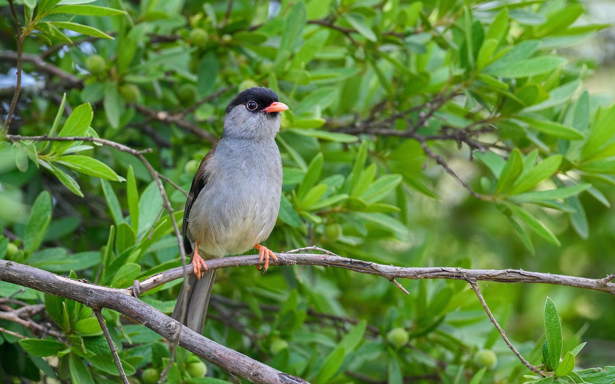 Bush Blackcap - ML652094351
