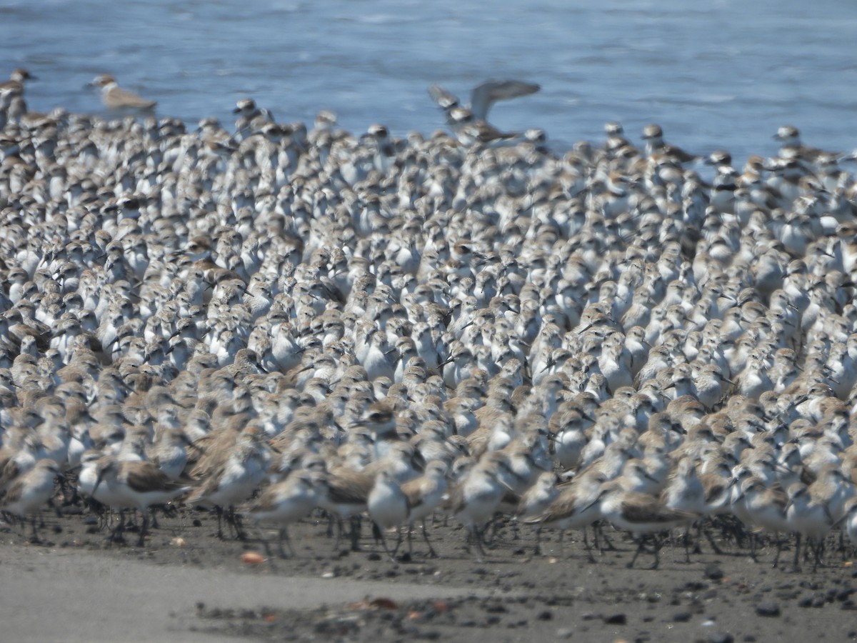 Alaska Kumkuşu - ML652094388