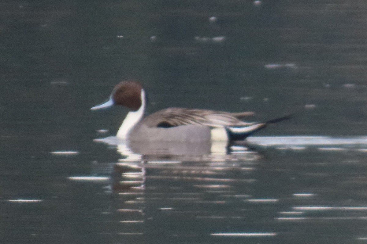 Northern Pintail - ML652094473