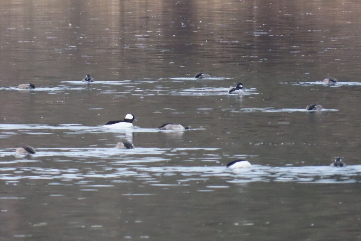 Bufflehead - ML652094486