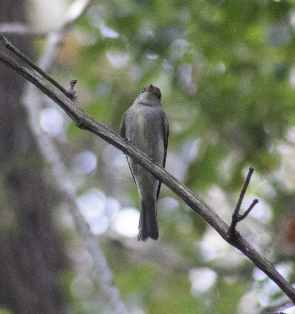 Doğulu Pivi - ML652094519