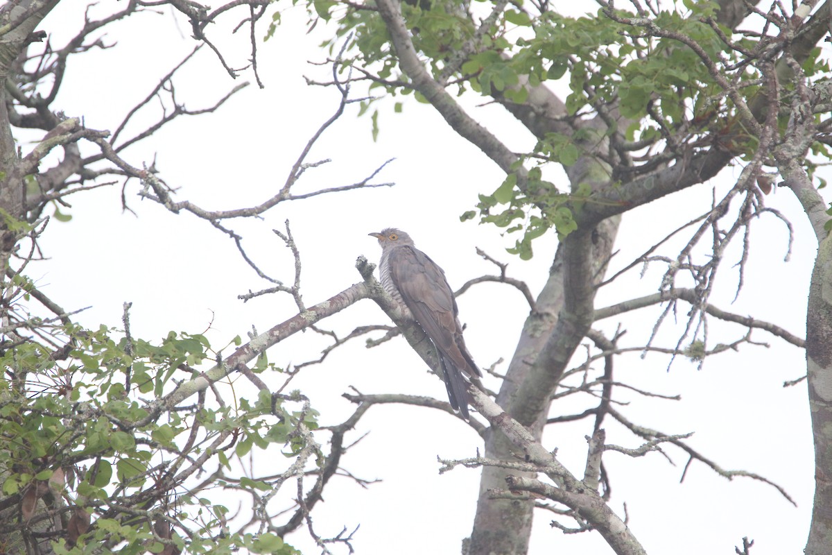 Common Cuckoo - ML652094595