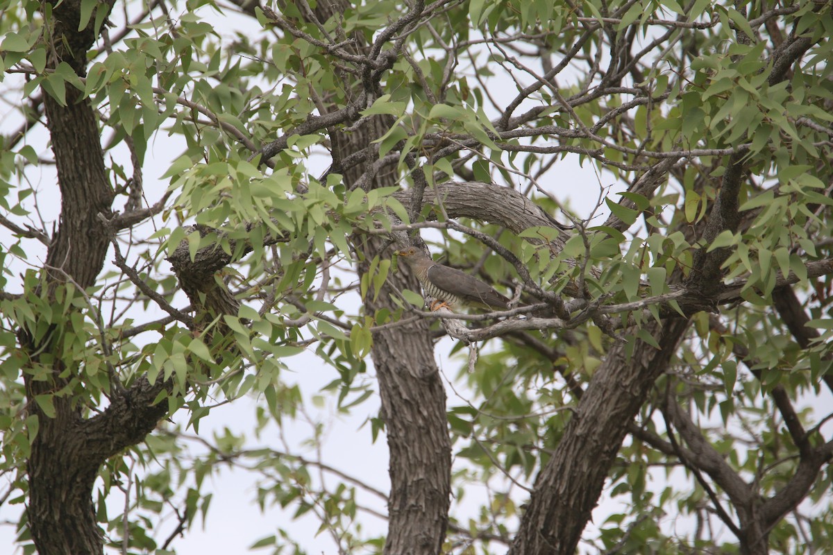 Common Cuckoo - ML652094597