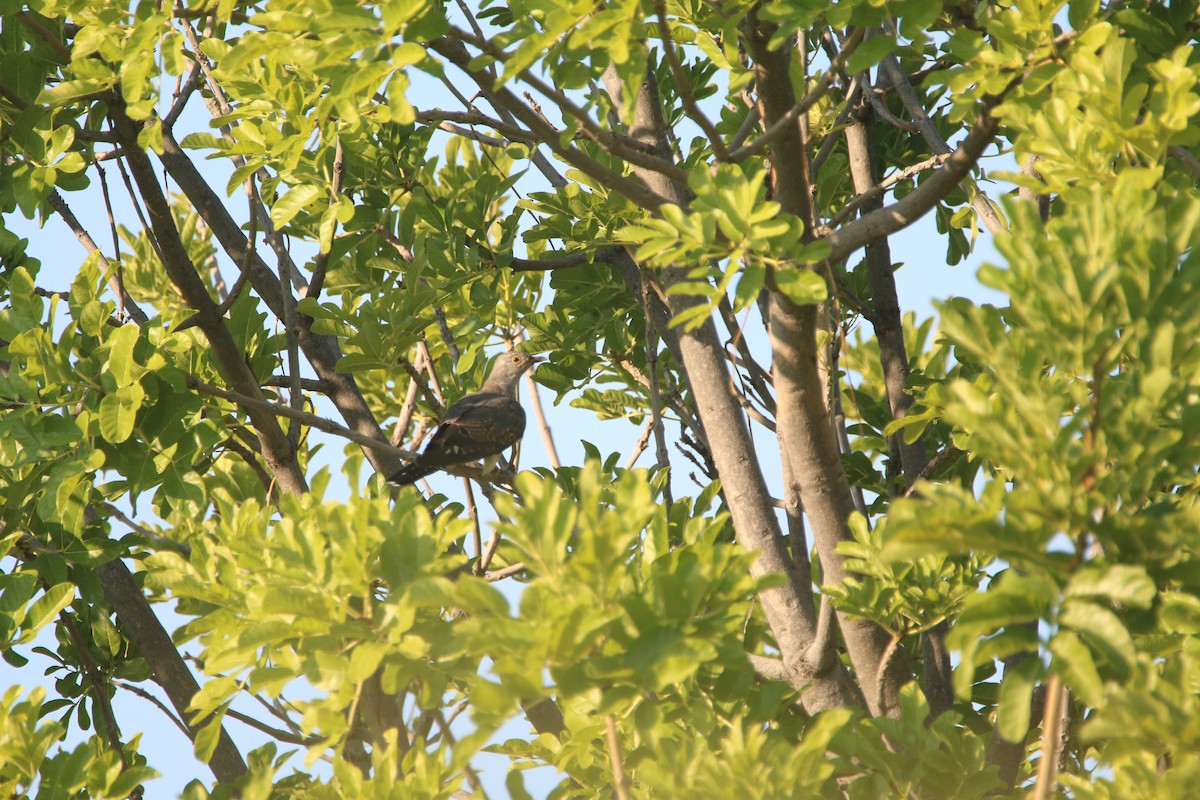 Common Cuckoo - ML652094598