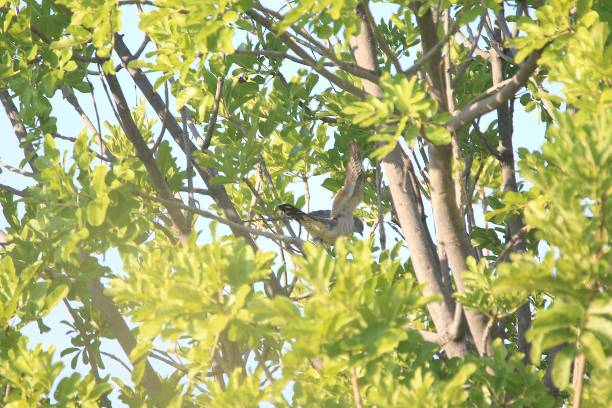 Common Cuckoo - ML652094600
