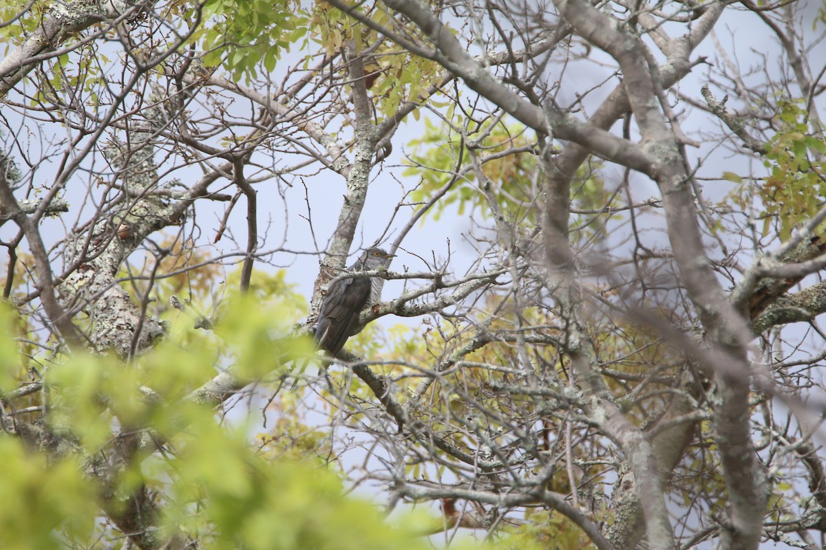 Common Cuckoo - ML652094601