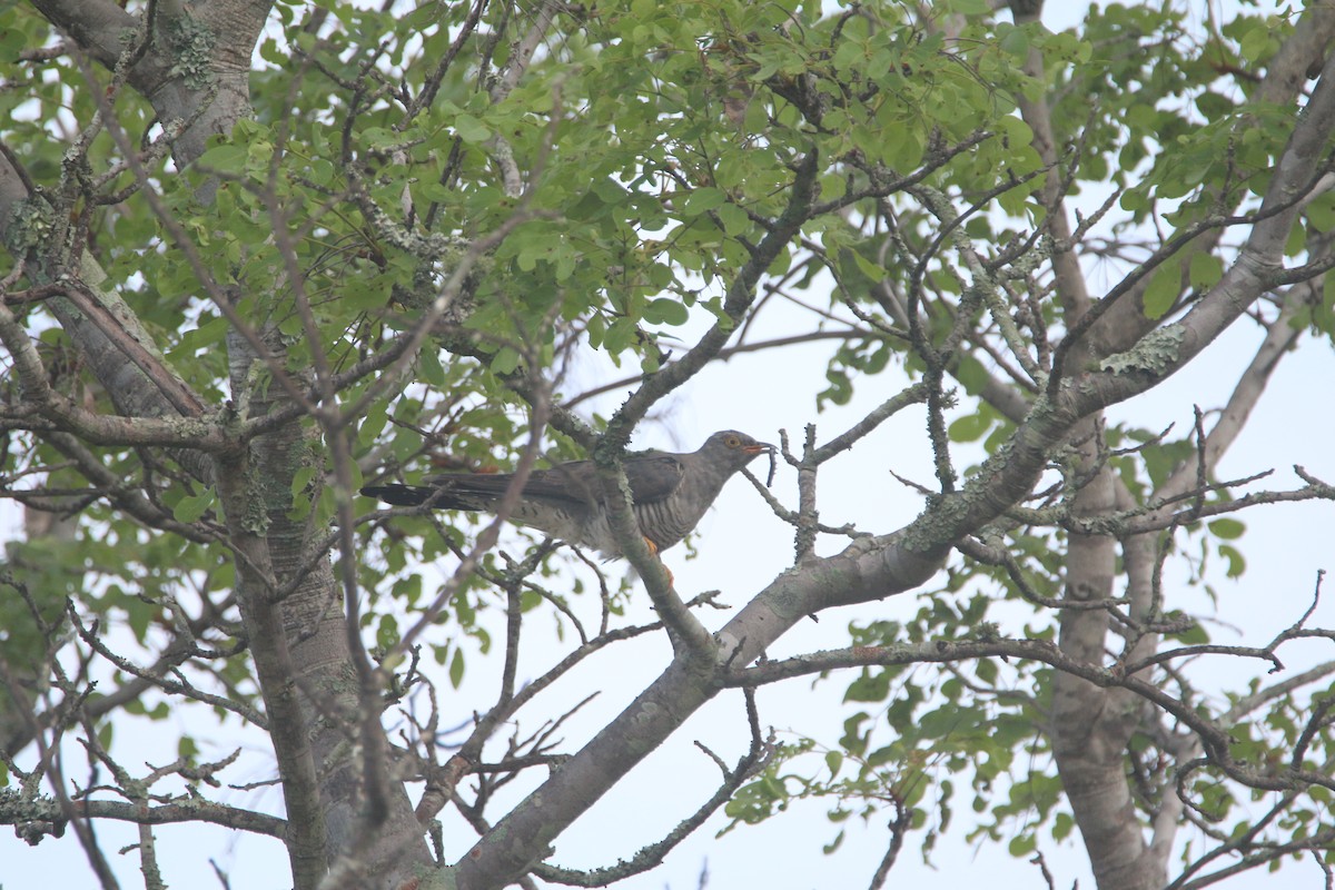 Common Cuckoo - ML652094602