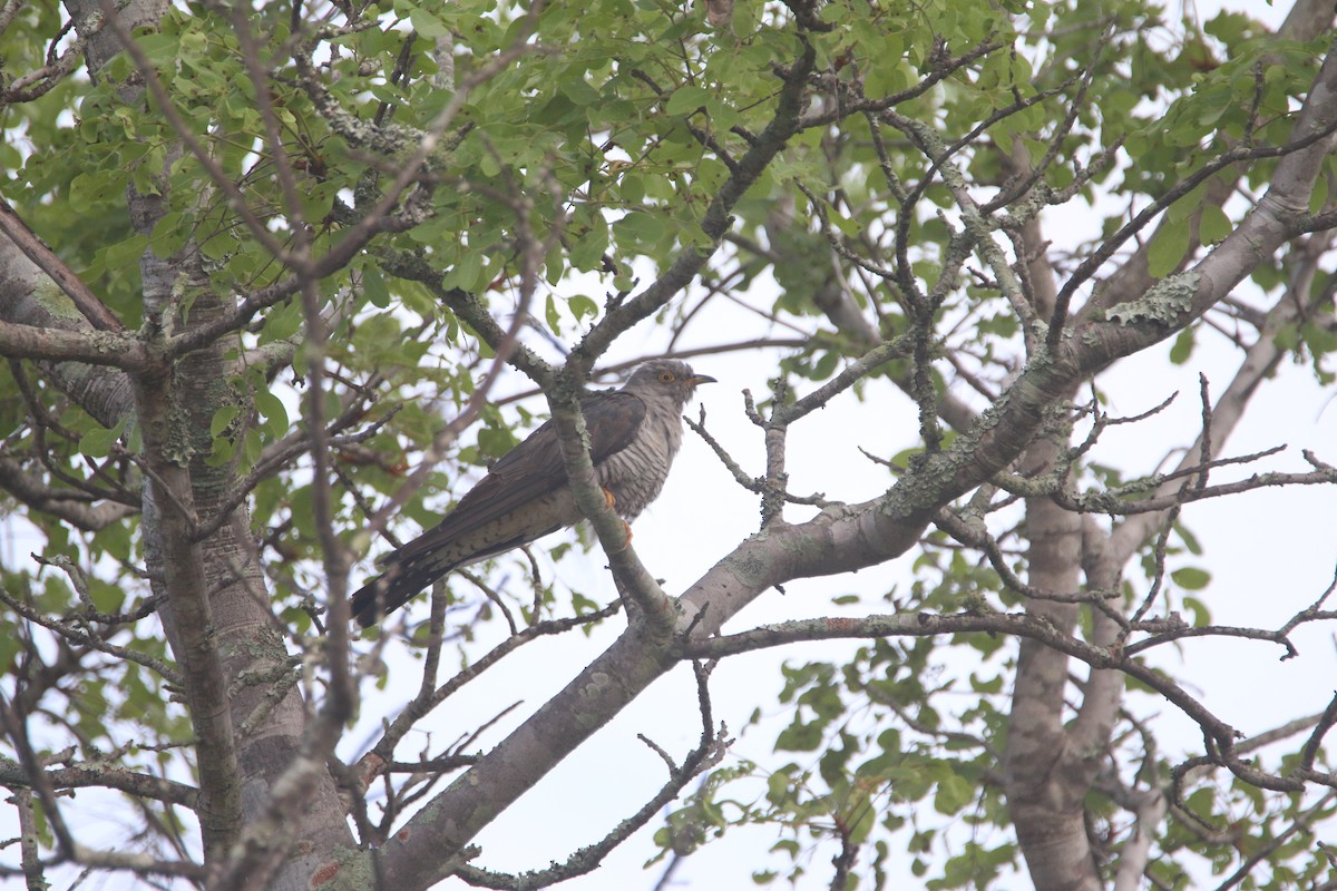 Common Cuckoo - ML652094603