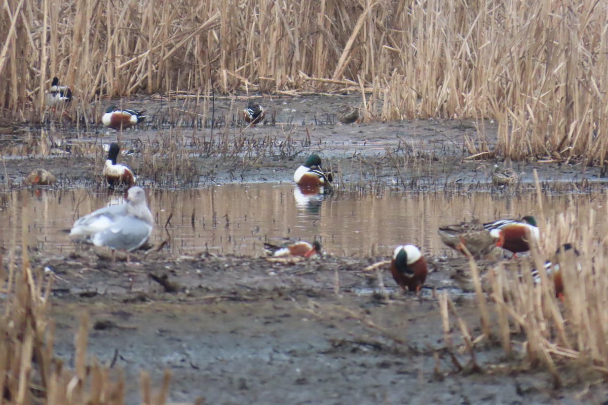 Northern Shoveler - ML652094627