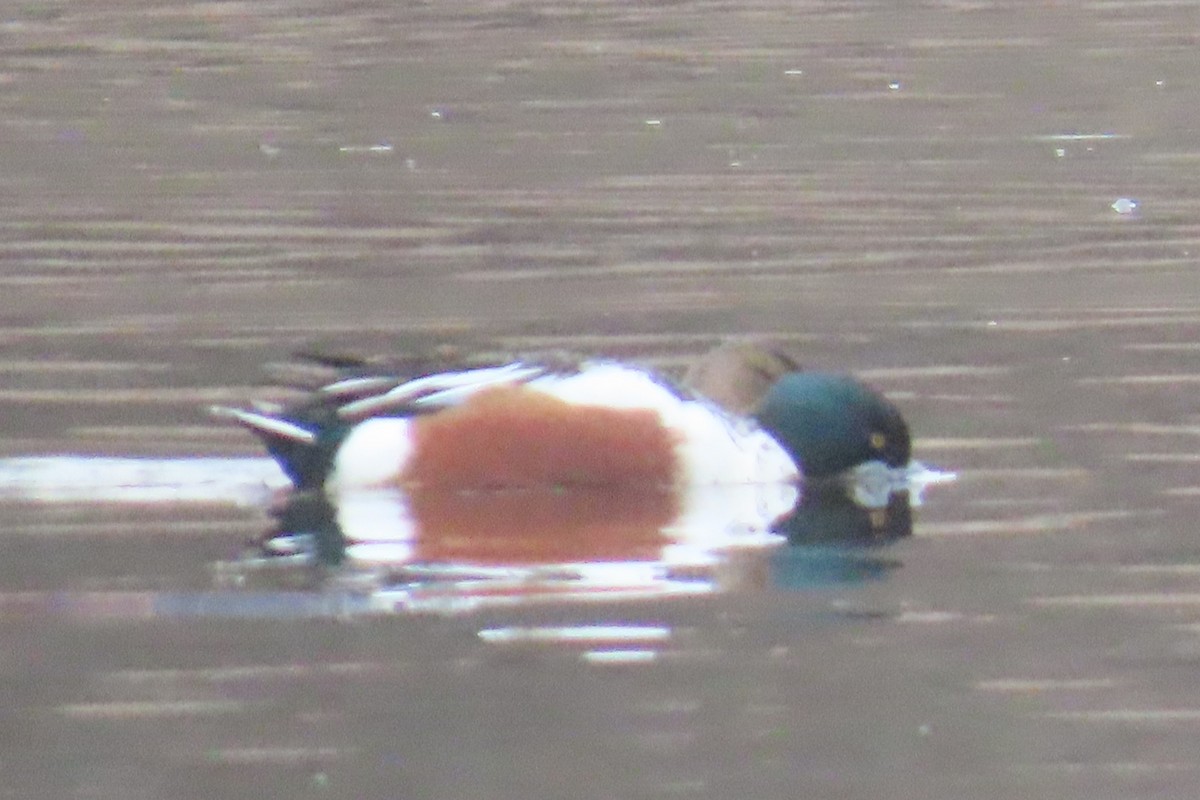 Northern Shoveler - ML652094633