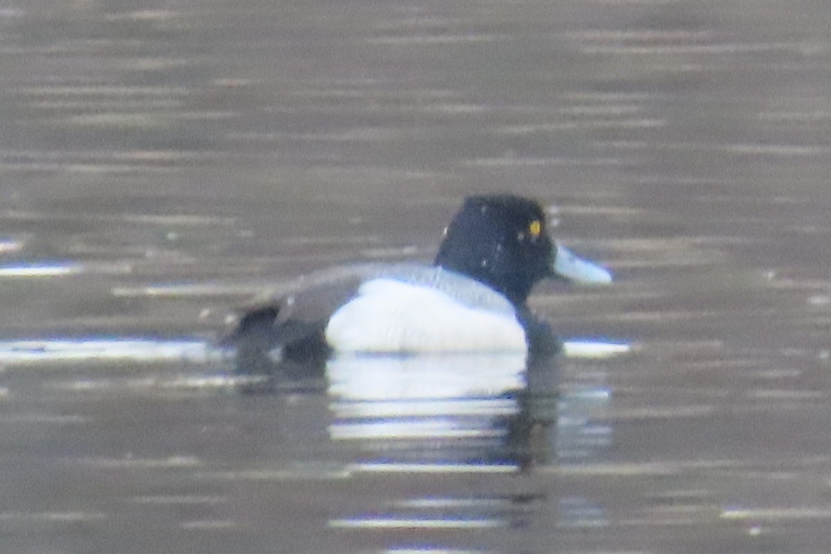 Ring-necked Duck - ML652094642