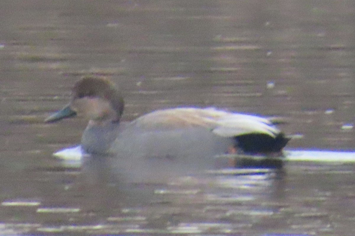 Gadwall - ML652094673