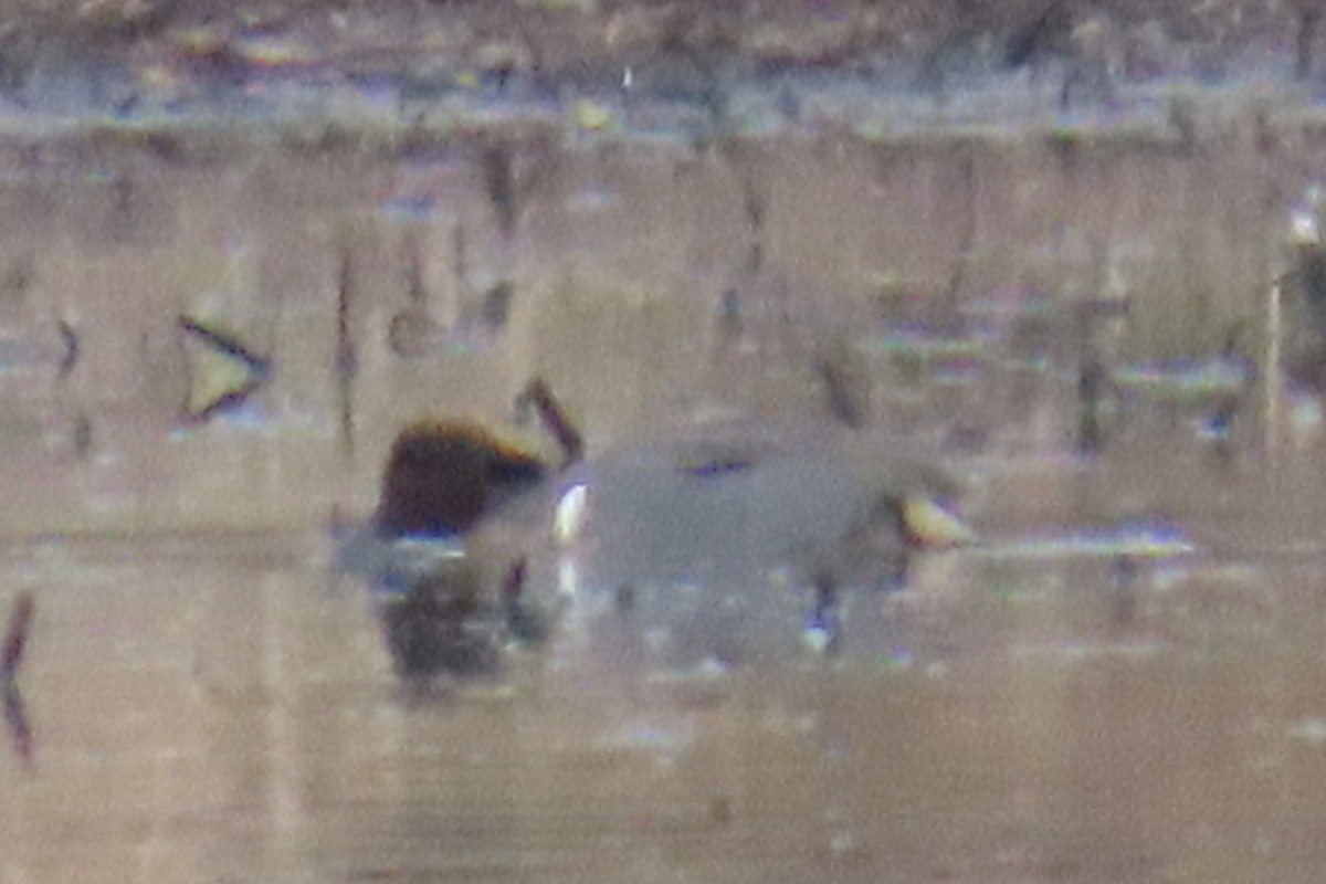 Green-winged Teal - ML652094676