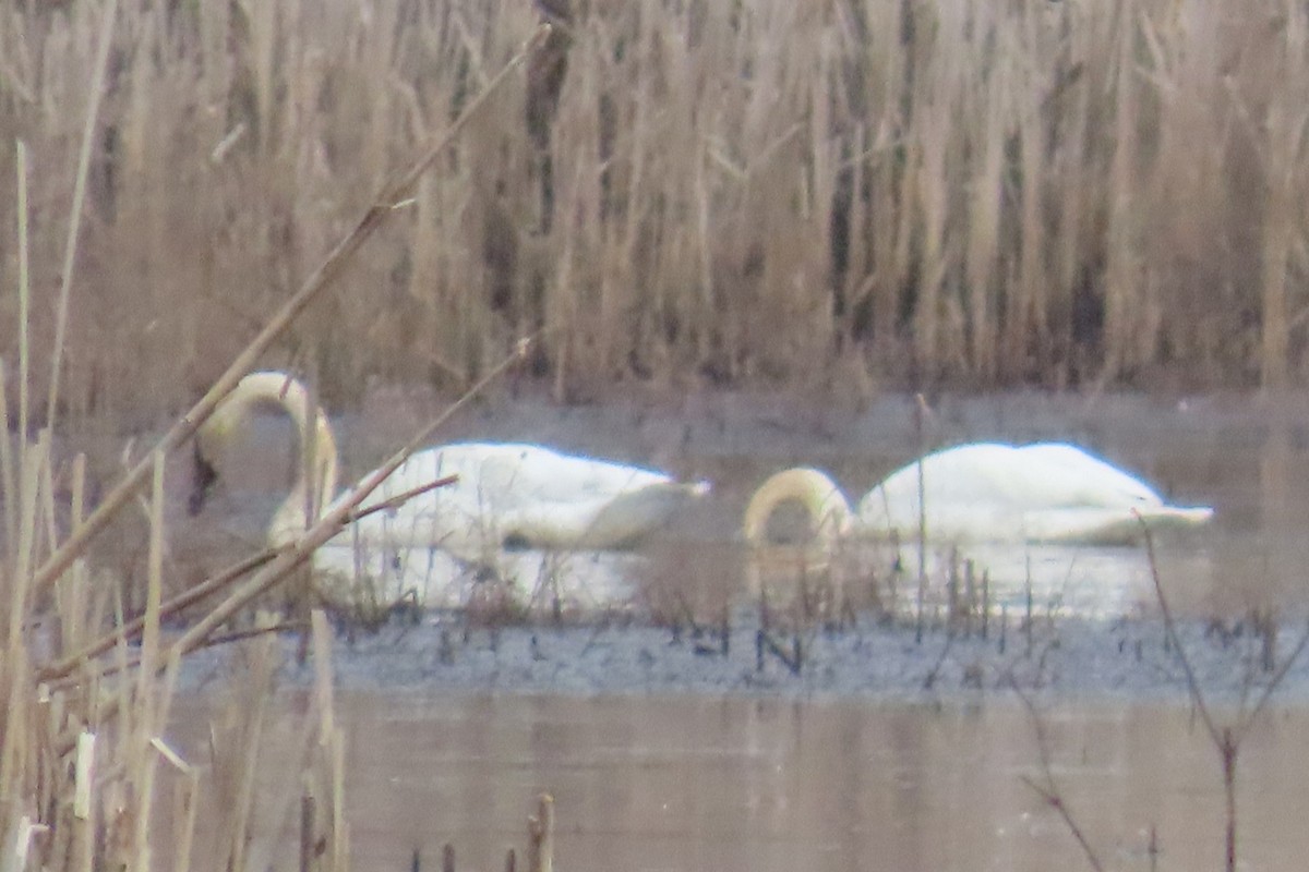 Trumpeter Swan - ML652094687