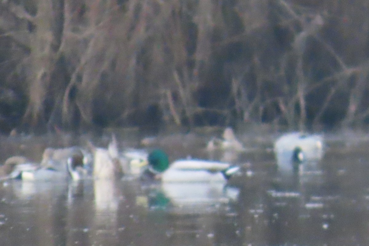 Mallard - ML652094696