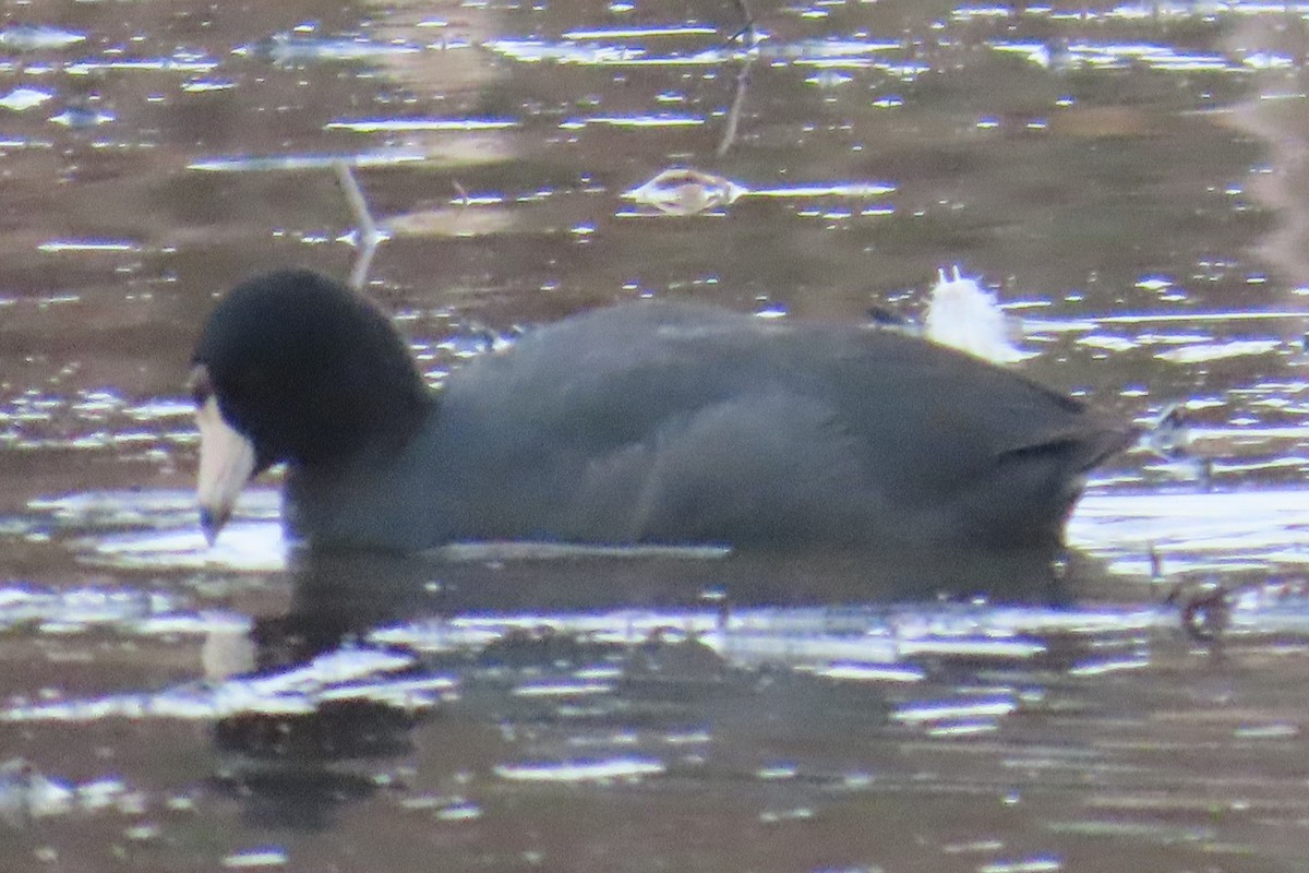 American Coot - ML652094720