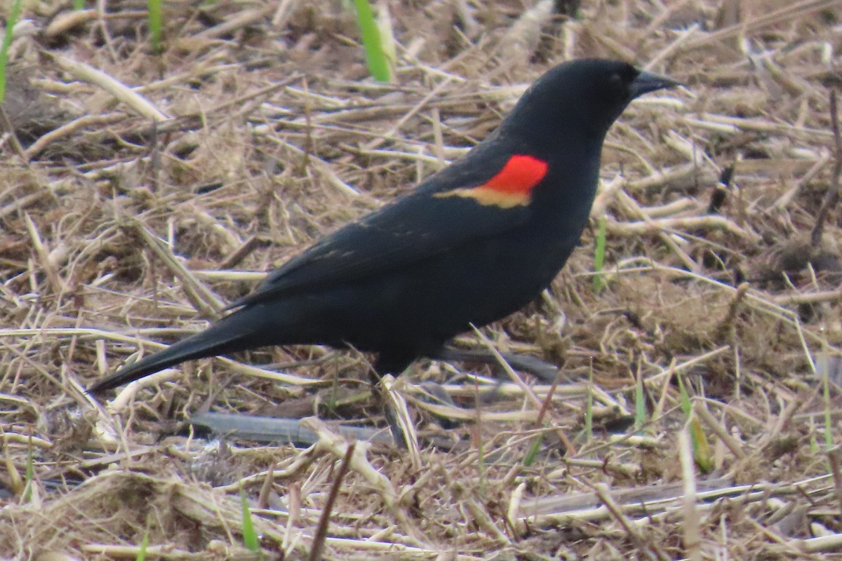 Red-winged Blackbird - ML652094765