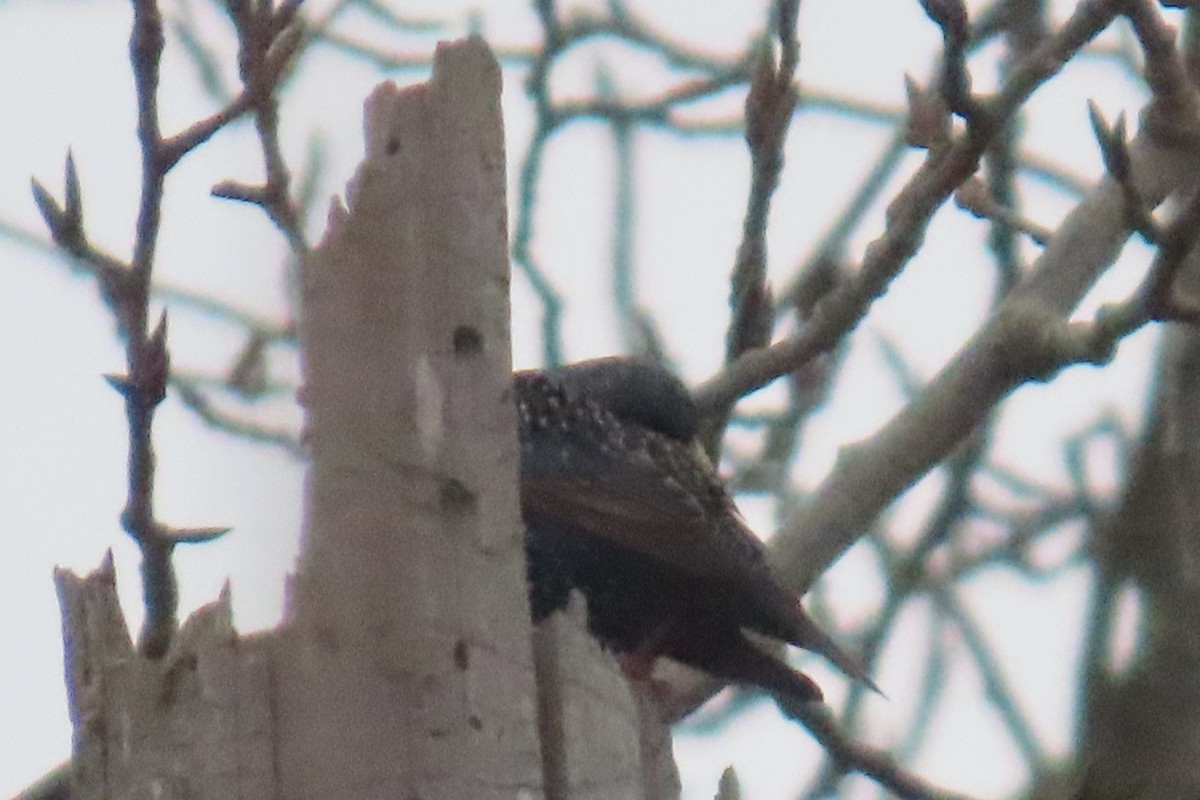 European Starling - ML652094770