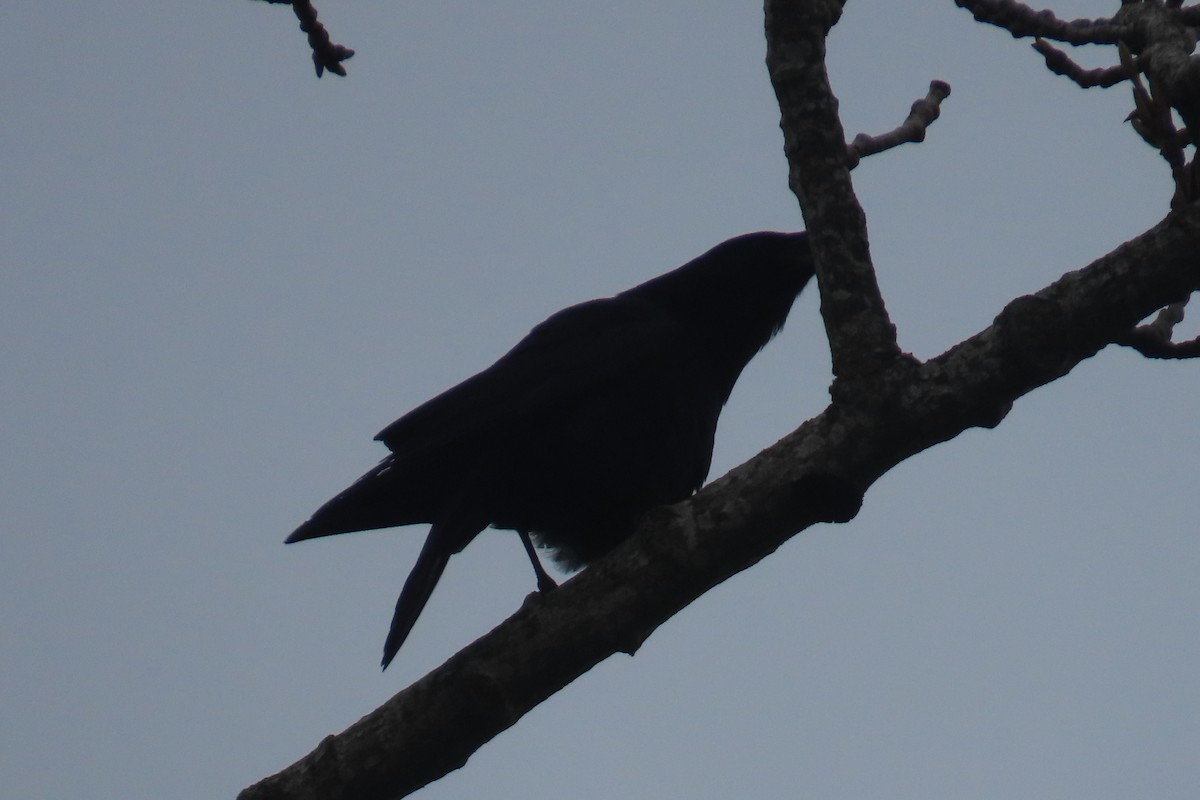 American Crow - ML652094788