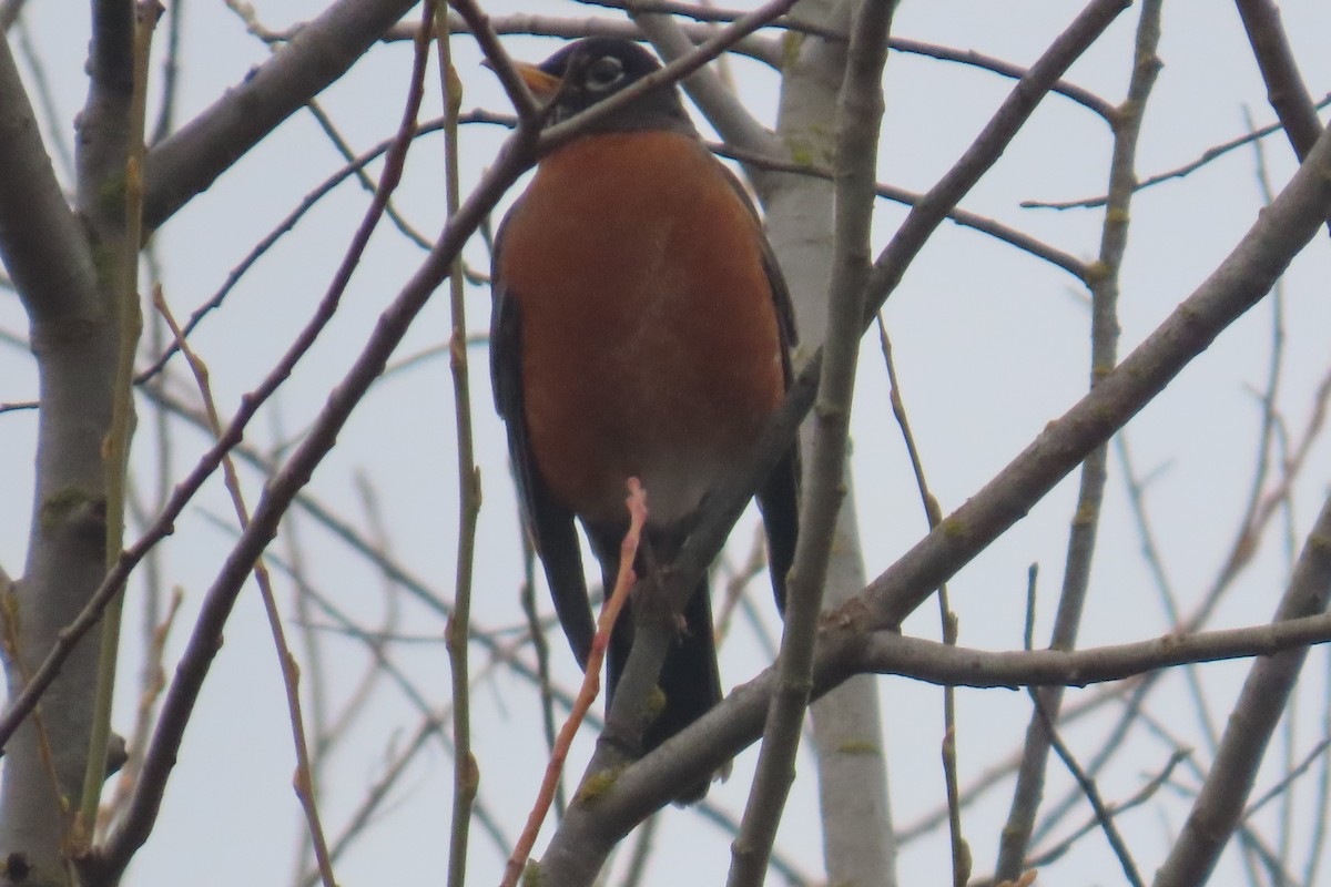 American Robin - ML652094795