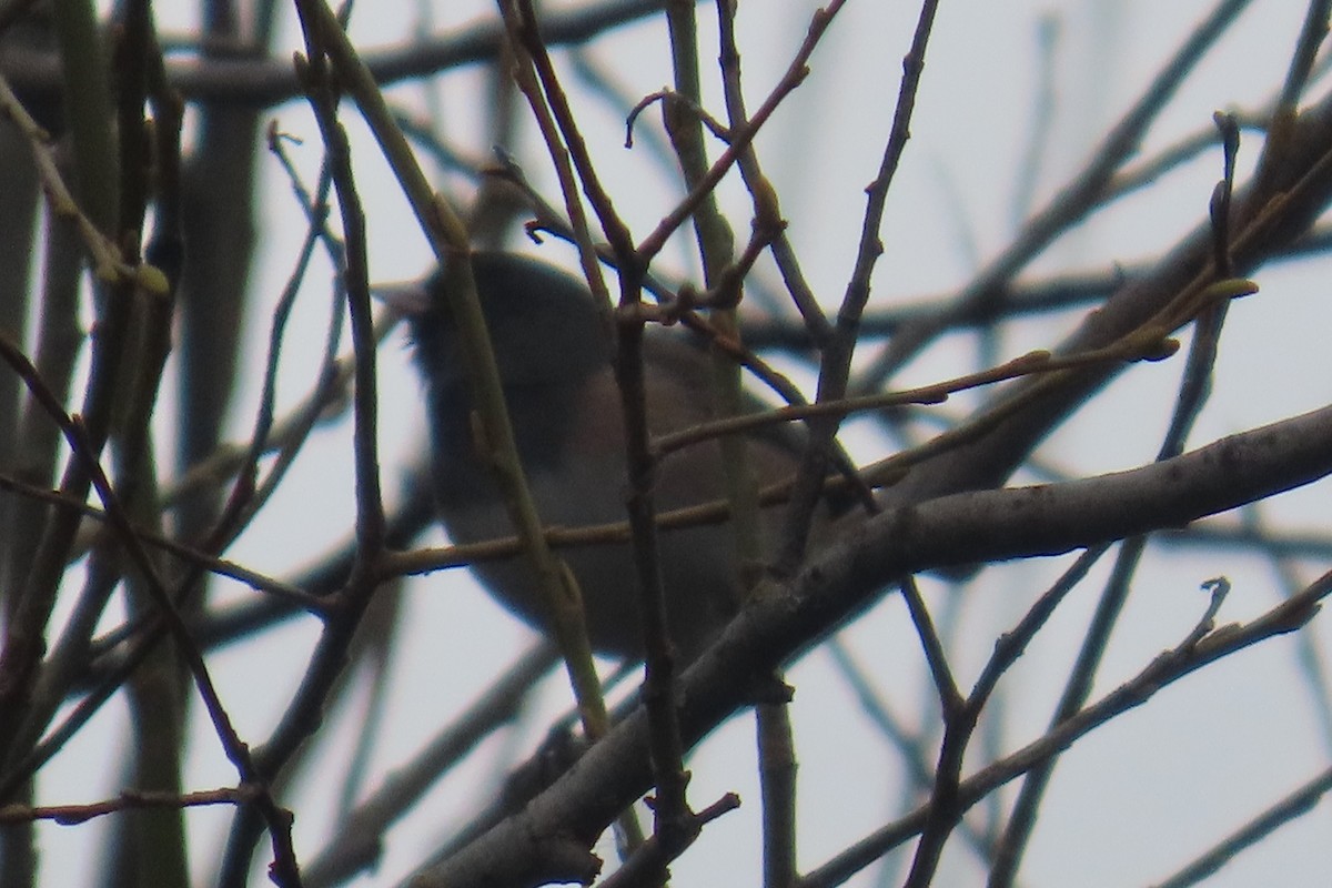 Dark-eyed Junco - ML652094802