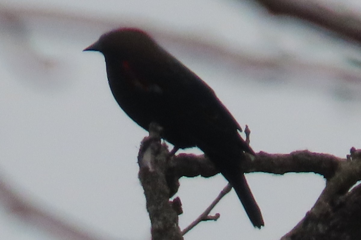 House Finch - ML652094812