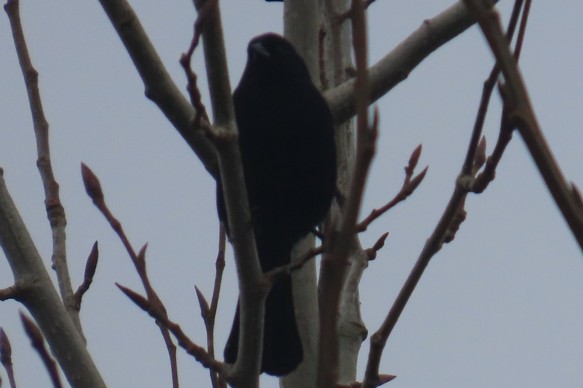 Red-winged Blackbird - ML652094823