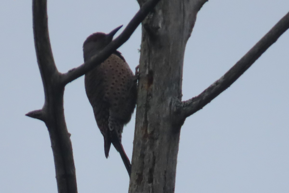 Northern Flicker - ML652094837