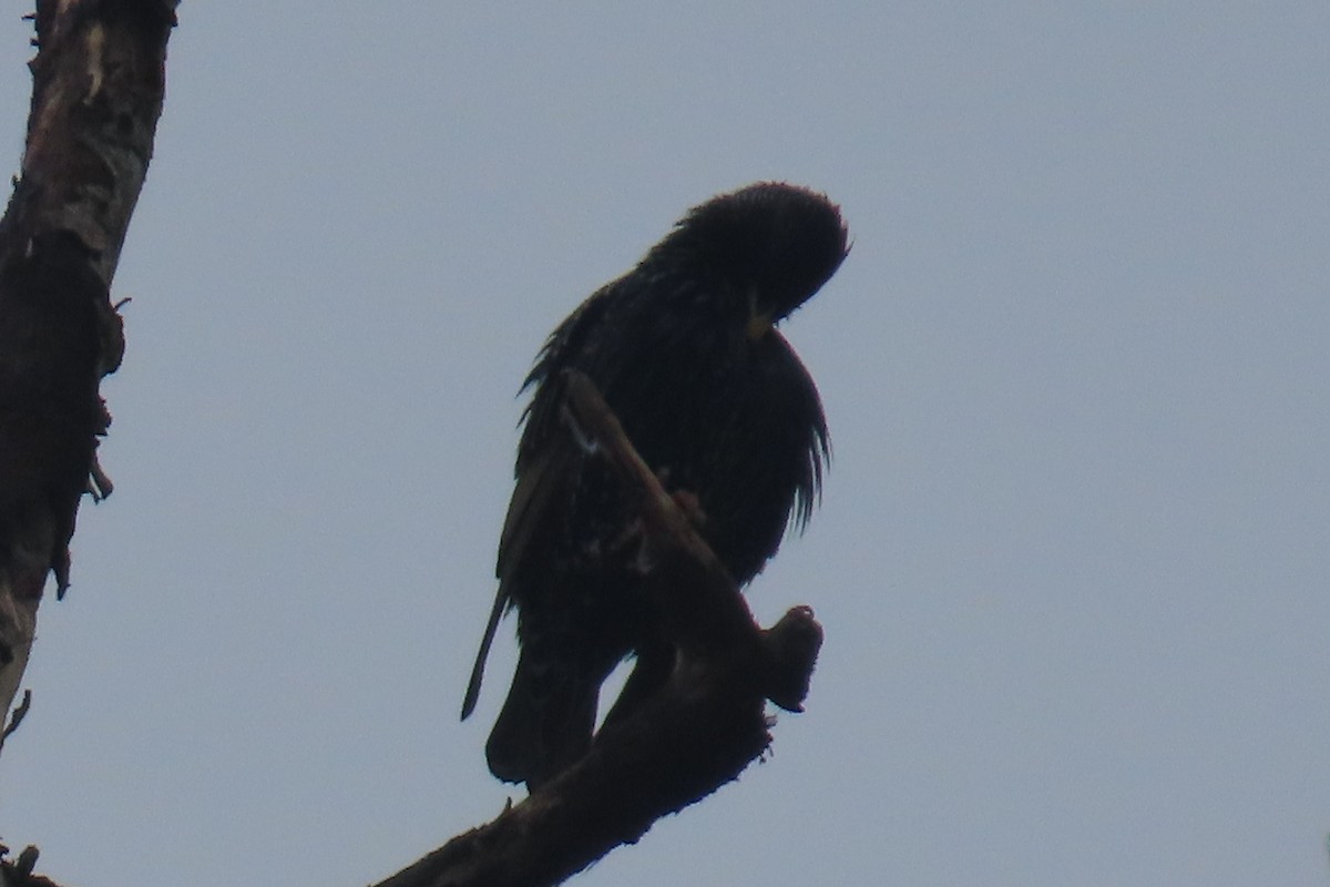 European Starling - ML652094846