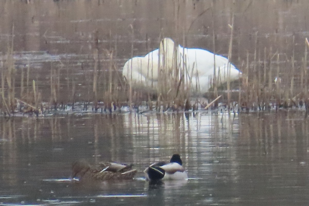 Trumpeter Swan - ML652094862