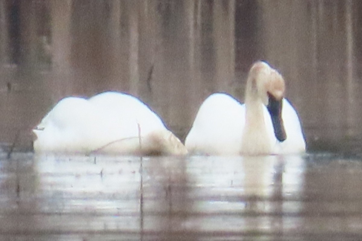 Trumpeter Swan - ML652094872