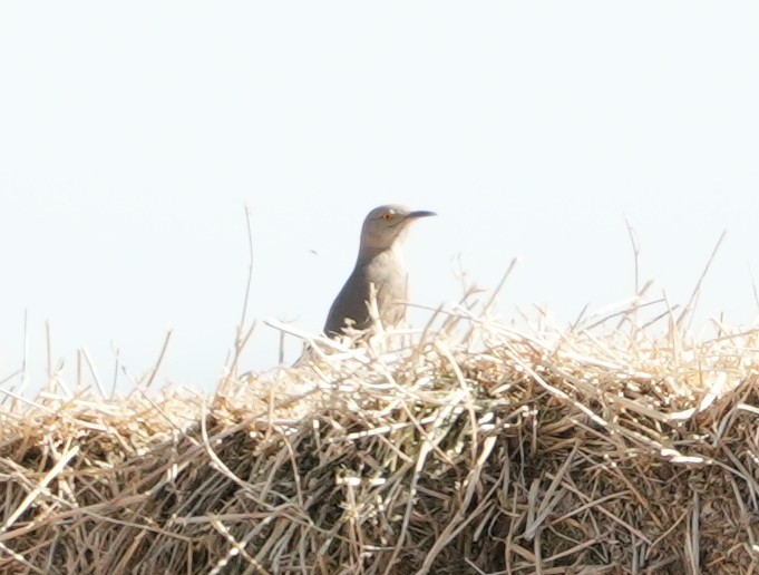 Bendire's Thrasher - ML652094904