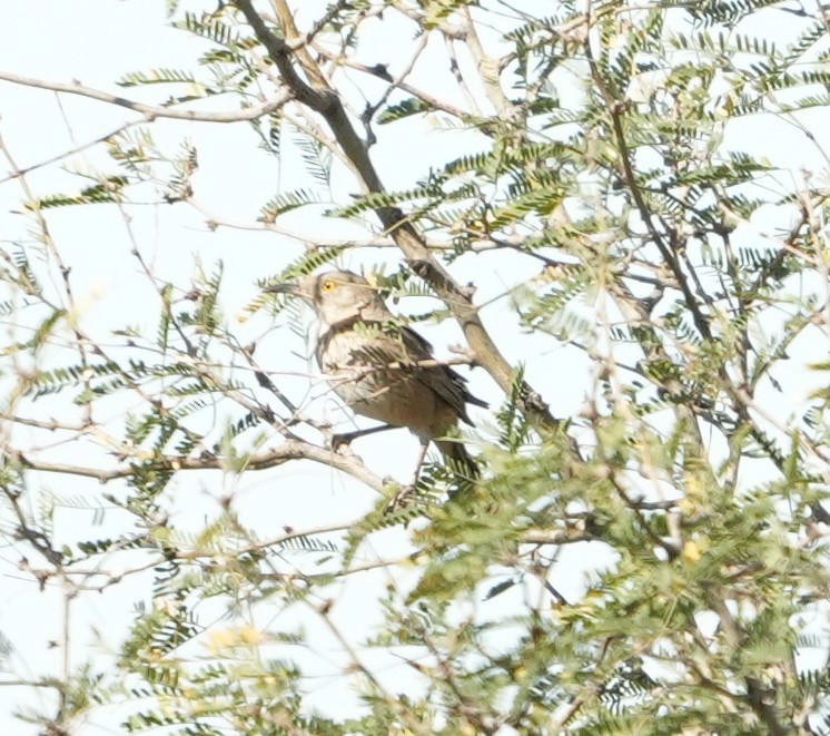 Bendire's Thrasher - ML652094905