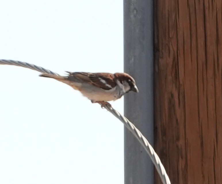 דרור הבית - ML652094909