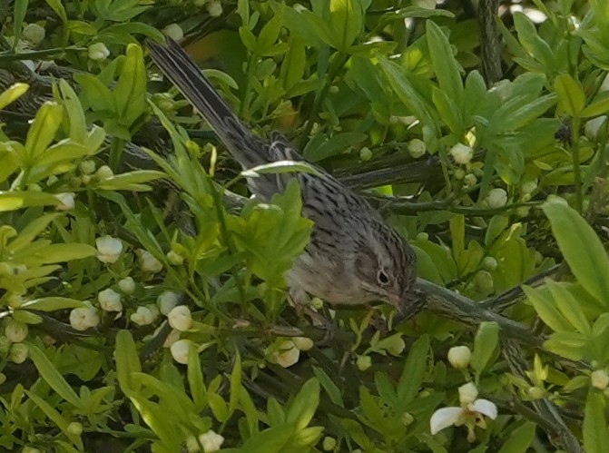 Brewer's Sparrow - ML652094927