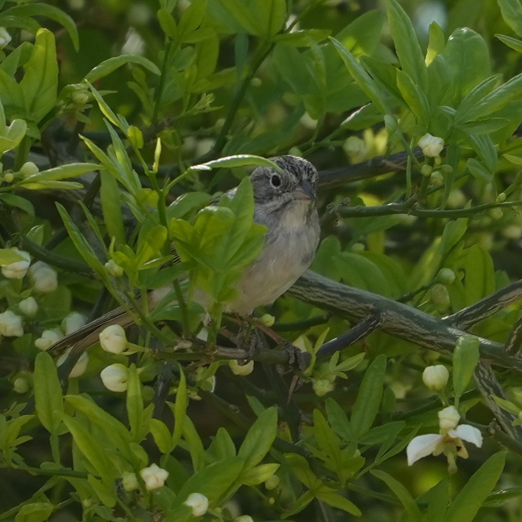 Brewer's Sparrow - ML652094928