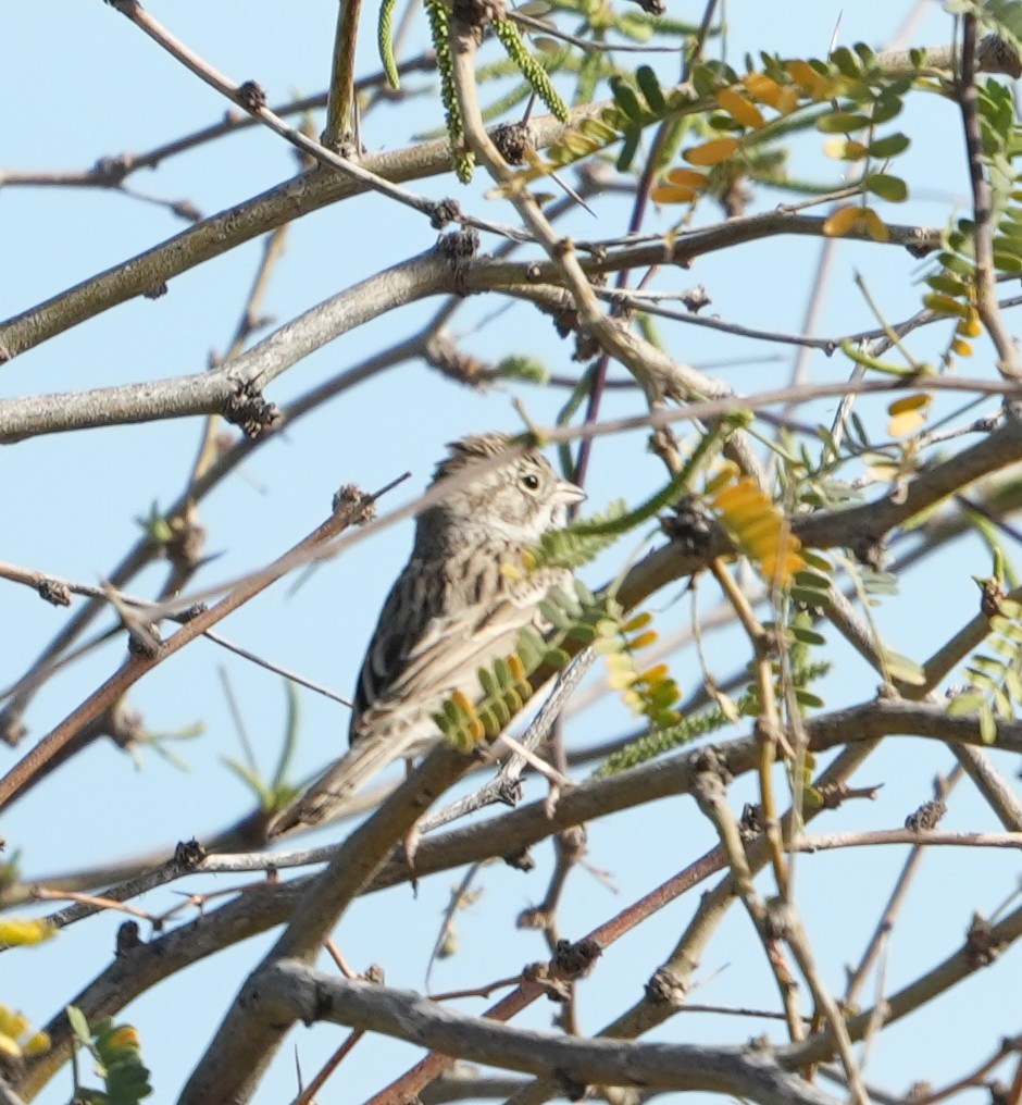 Brewer's Sparrow - ML652094929