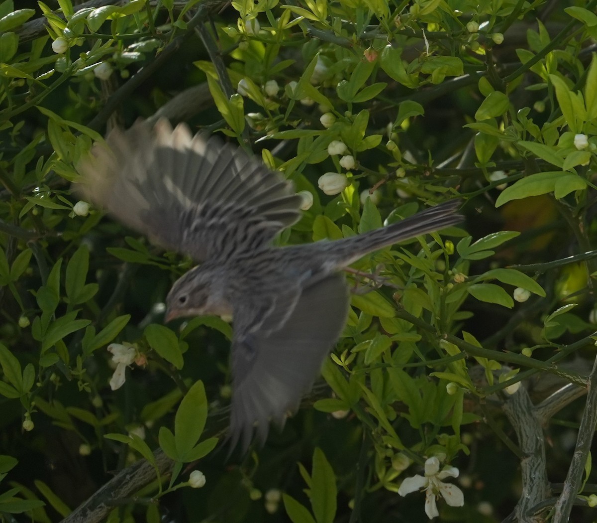 Brewer's Sparrow - ML652094930