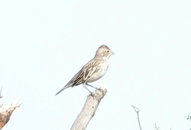 Lark Bunting - ML652094941