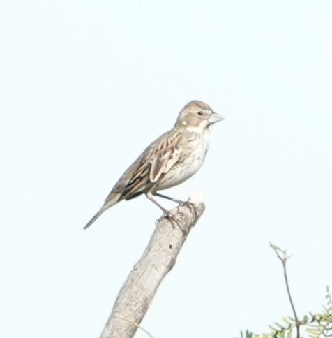 Lark Bunting - ML652094942