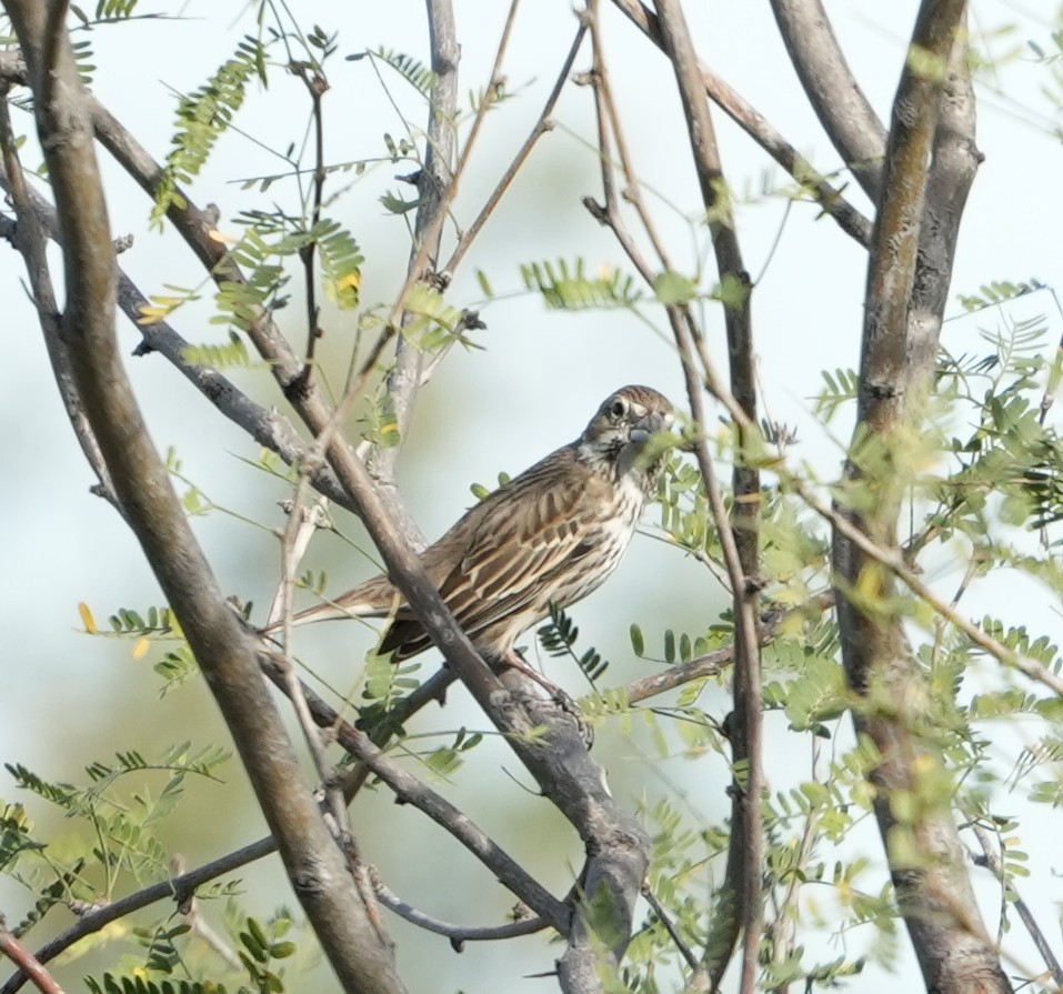 Lark Bunting - ML652094943