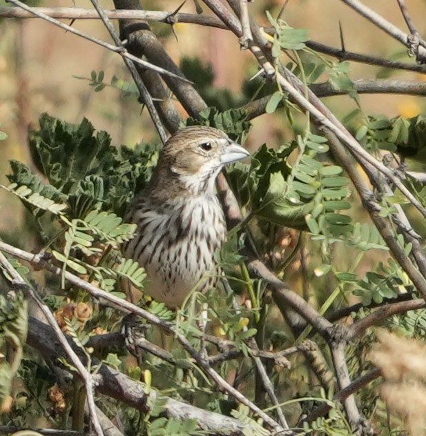 Lark Bunting - ML652094944
