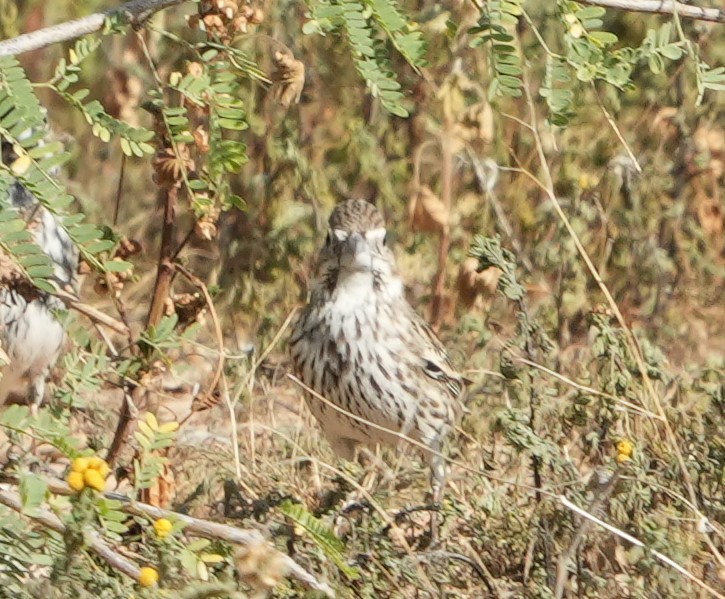 Lark Bunting - ML652094945