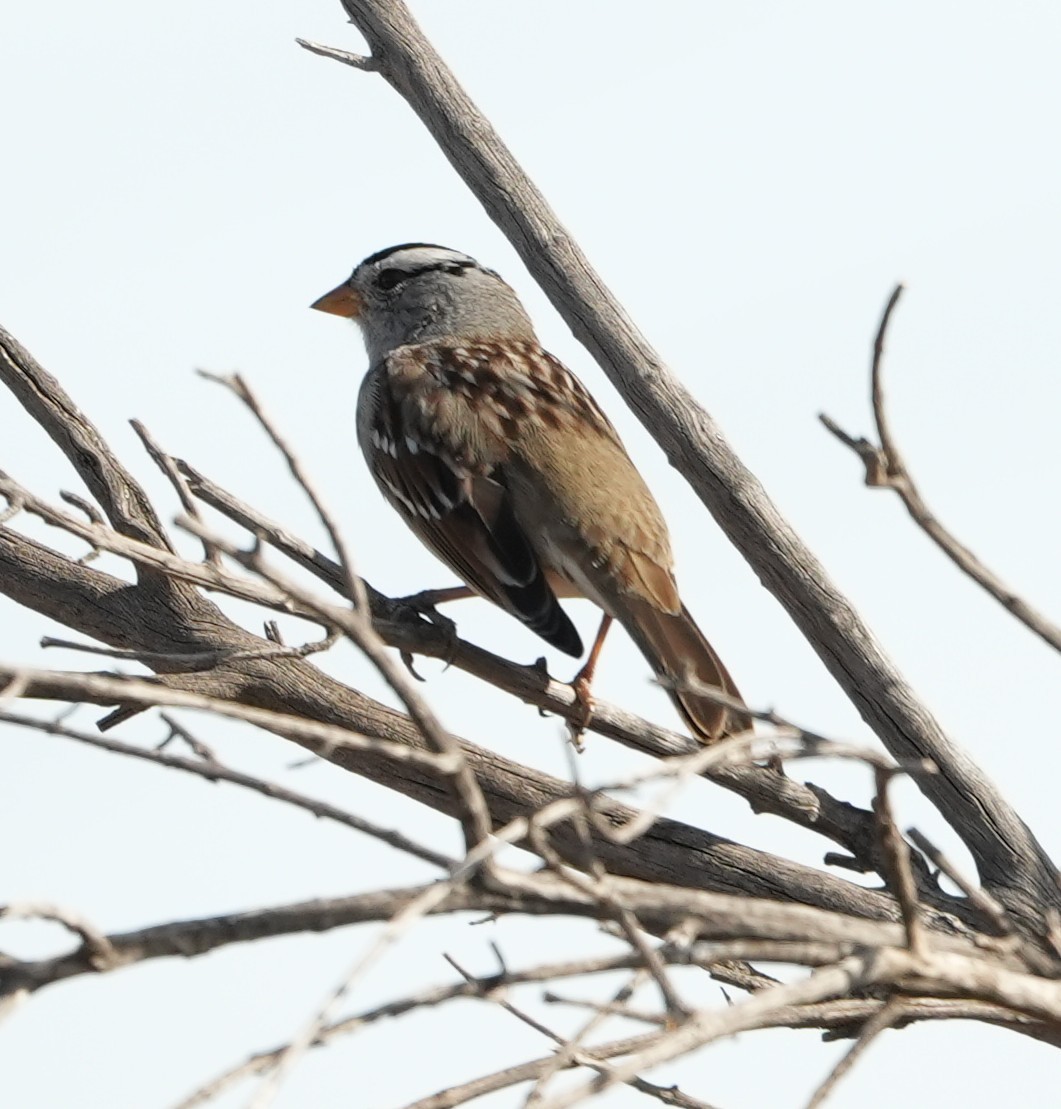 גיבתונית לבנת-כיפה - ML652094957